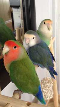 Папуги-нерозлучники - чарівні пташки