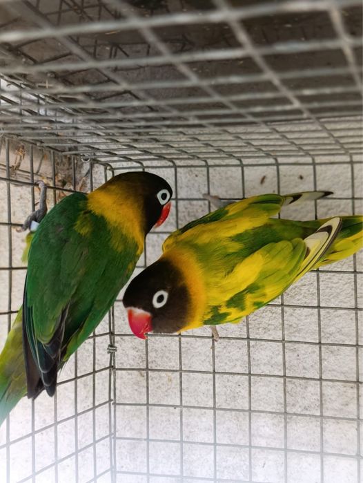Agapornis Personatas