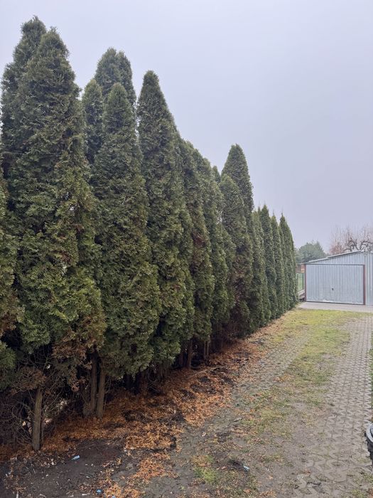 Wycinka i Przycinanie Drzew / Tui z podnośnika koszowego - Pruszcz Gd.