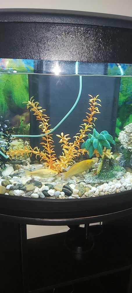 Acuario com tugo ate os 2 peixinhos