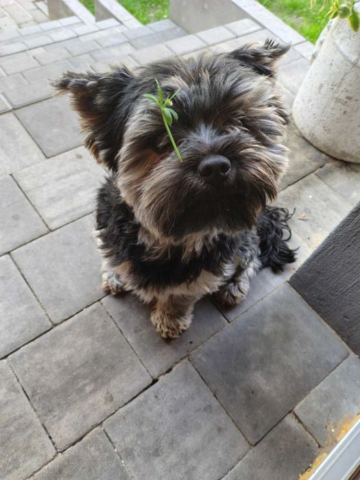 Yorkshire terrier SUCZKA mała Rodowód Chip DO REZERWACJI