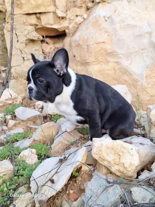 Bulldog Francês Fêmea