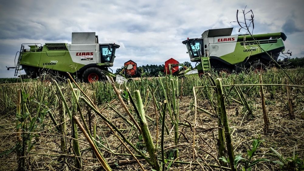 Usługa zbioru zboża, rzepaku, kukurydzy