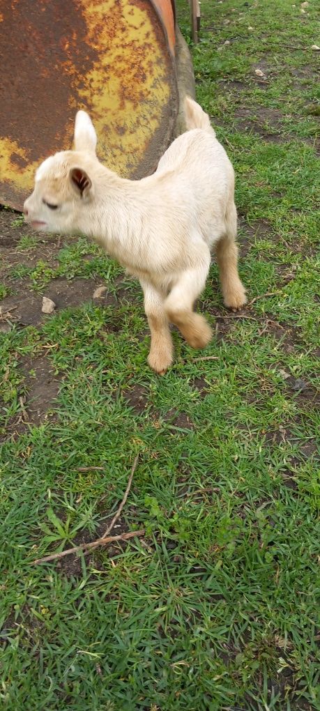 Cabrito micro-anão (mocho)