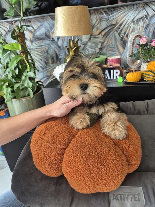 Piękna suczka York Shire Terrier