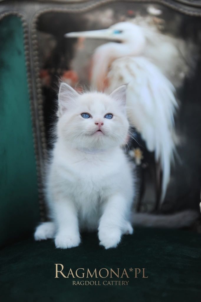 Kocurek ragdoll seal bicolour lynx kociak