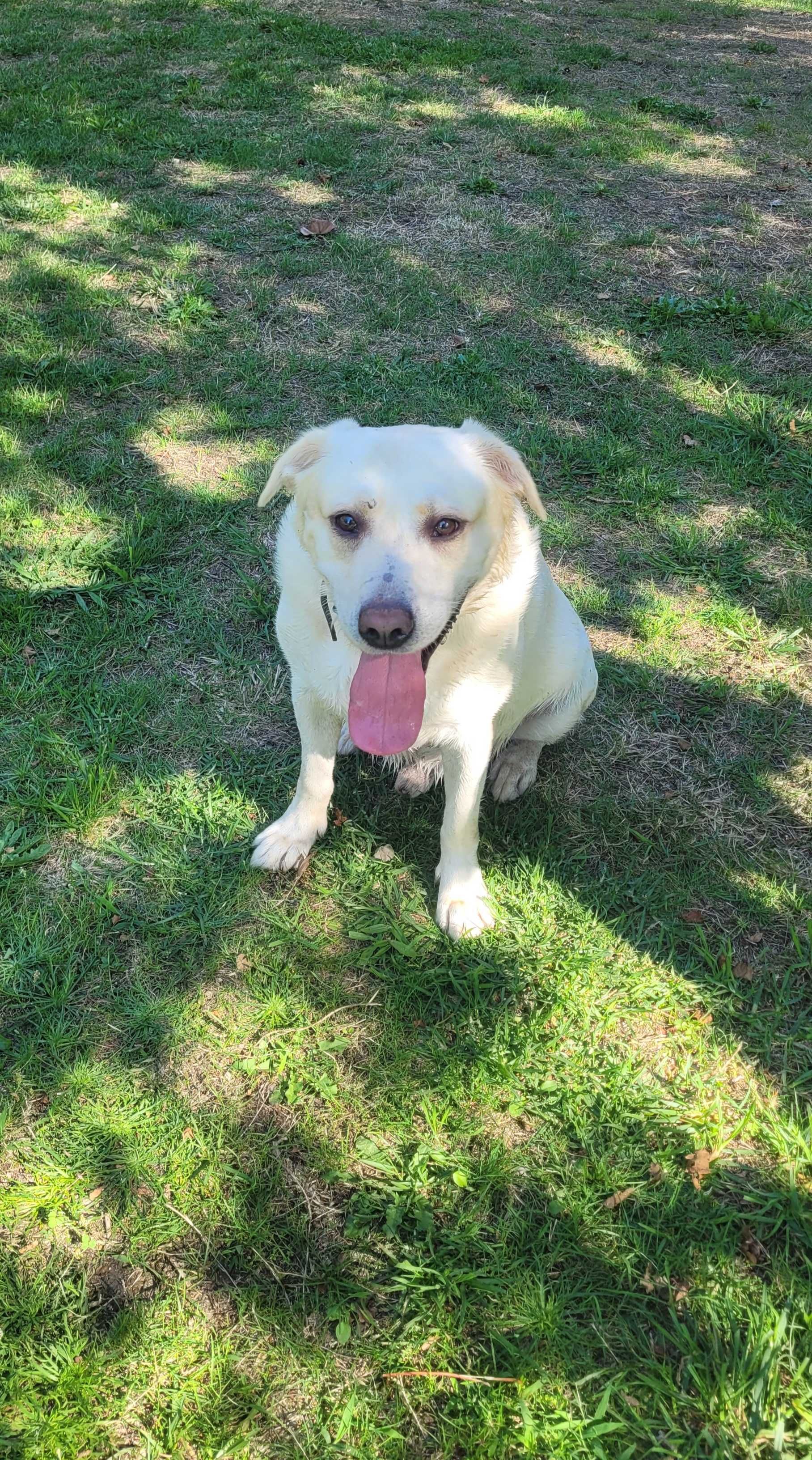Para adoção responsável  Labrador puro
