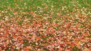 Usuwanie drzew oraz czyszczenie ogrodów