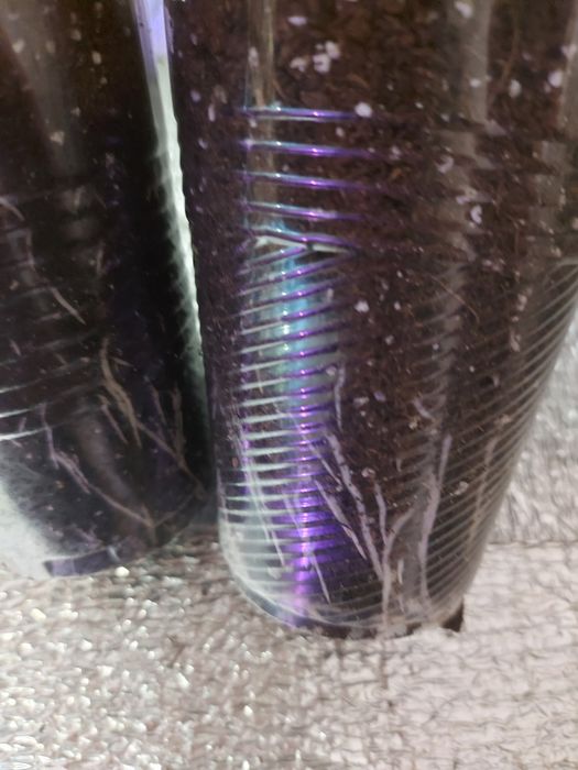 гибискусы комнатные