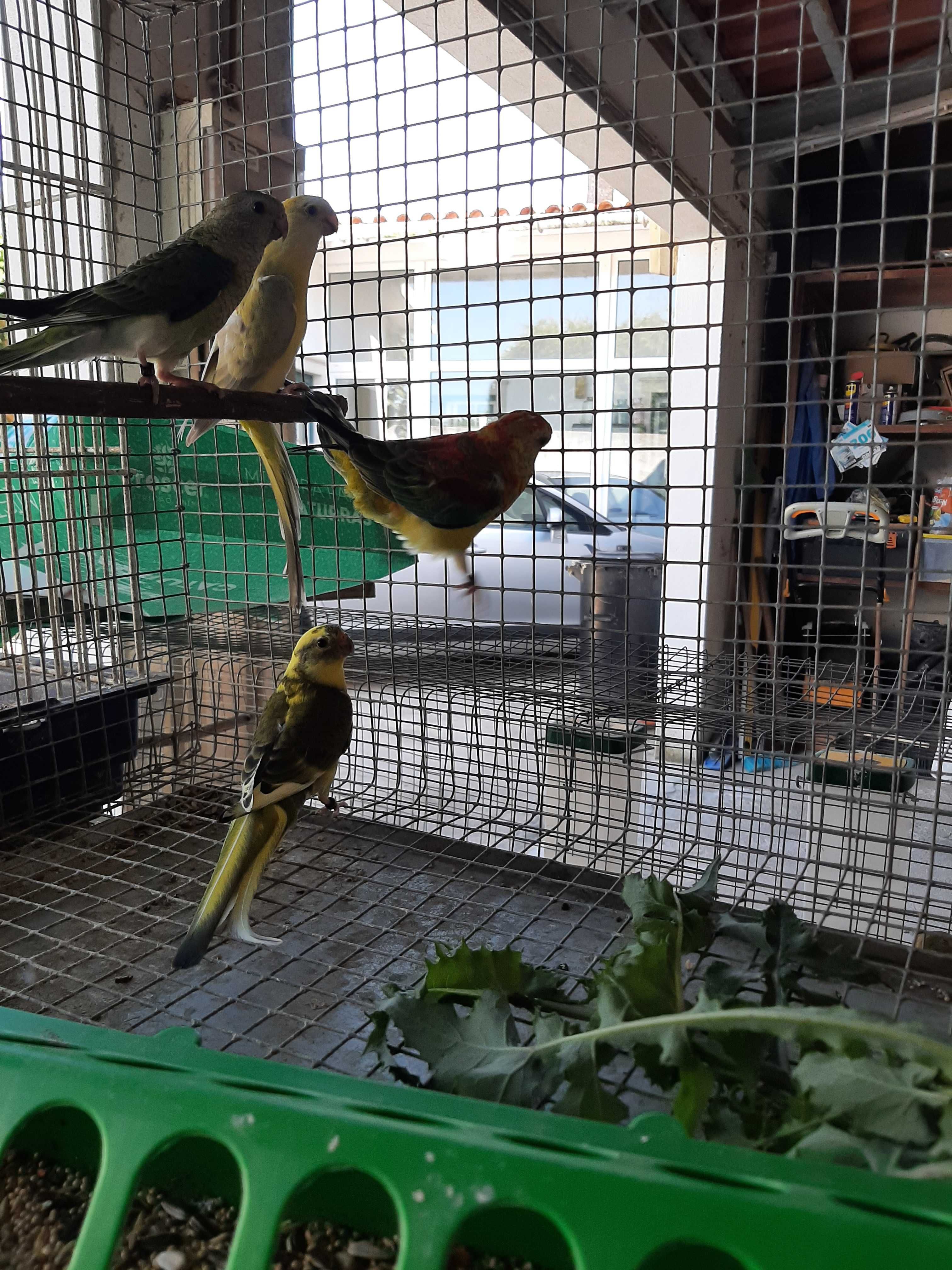 Red rumps deste ano para ceder!!!