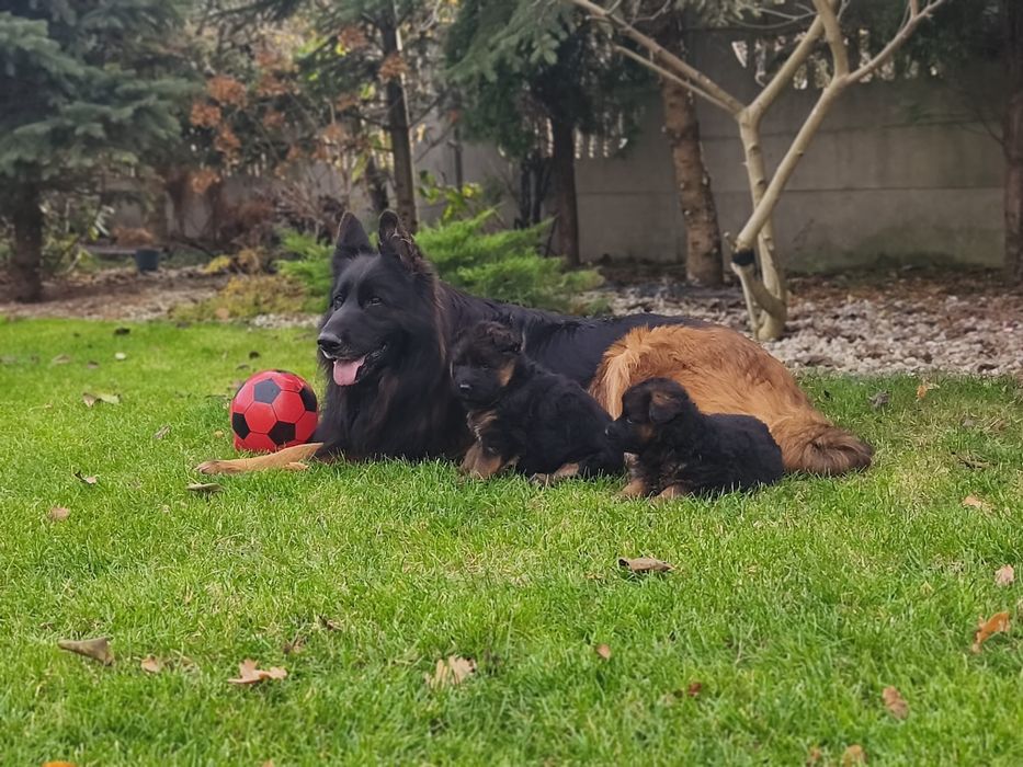 Owczarek Niemiecki Długowłosy. Suczka - szczenię