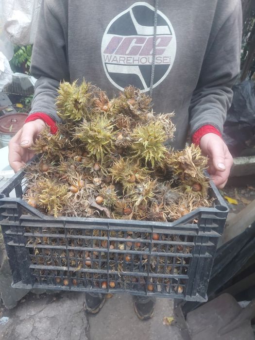 Деревовидный орех (медвежий орех) происхождение (Абхазия)