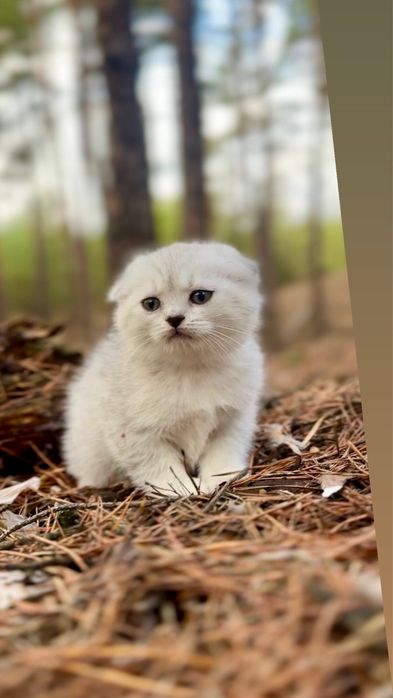 Породна вис гарна шотландська дівчинка шиншила срібна срібляста чист