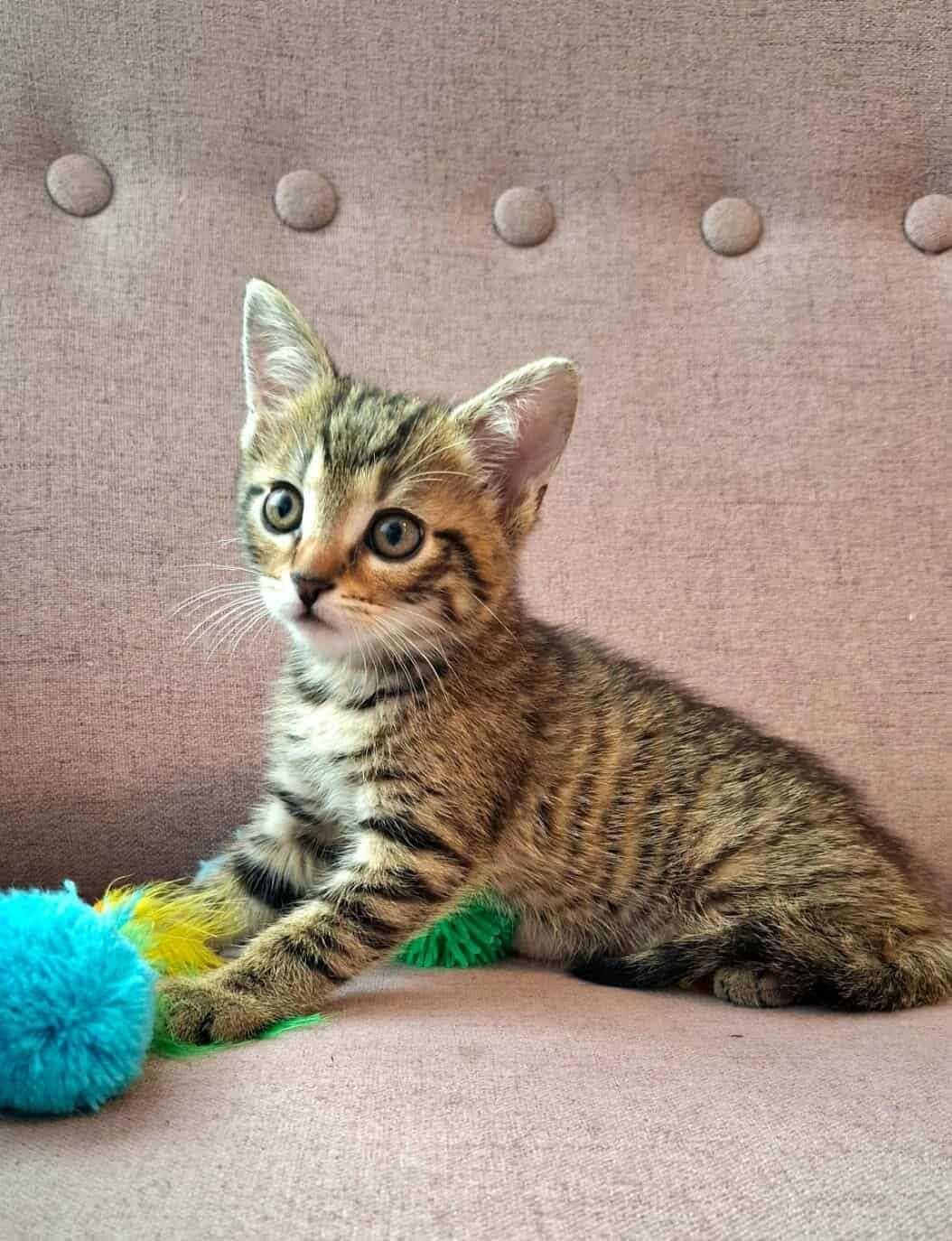 Wesoły urwis,młodziutki kotek,kociak,pręgowany kocurek do adopcji
