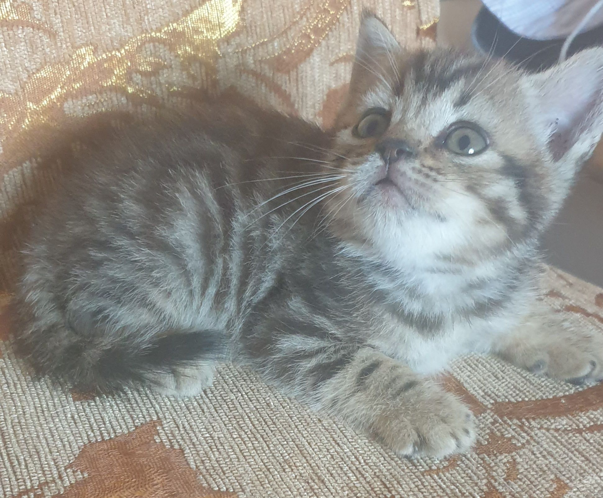 Шотландське кошеня