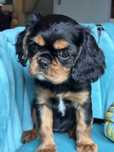 Sunia Cavalier King Charless Spaniel szczenię