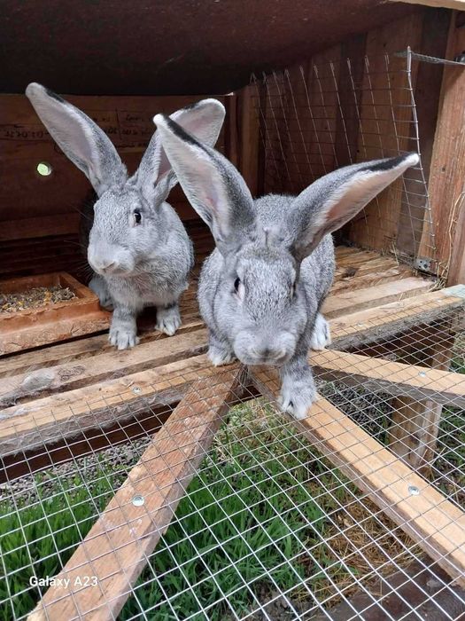 Кролі порода Шиншила