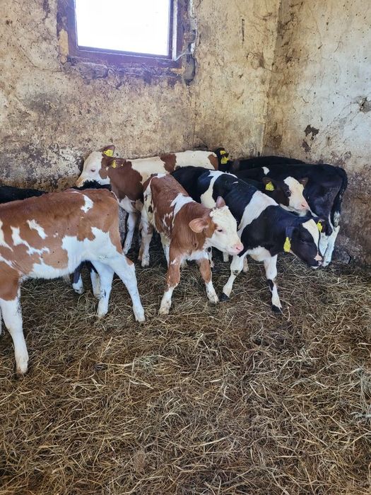 Byczki i Jałóweczki mięsne Polskie