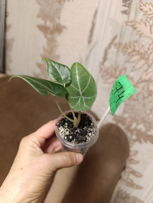 Алоказія сорта Махарані,,Golden Bone , Анторо вельвет