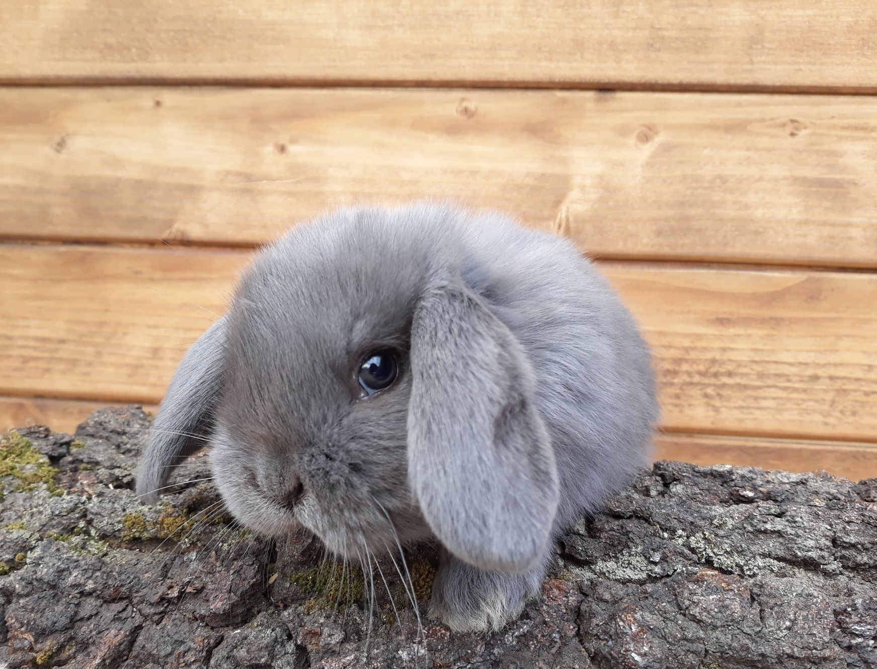 Królik karzełek baran niebieski mini lop