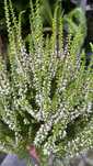 Wrzos Calluna vulgaris 'Elegantissima' 1 szt. doniczka 12cm