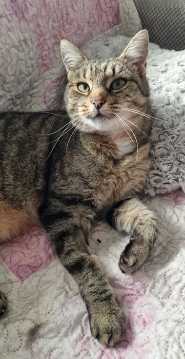 Bardzo duża kotka Mysza do adopcji