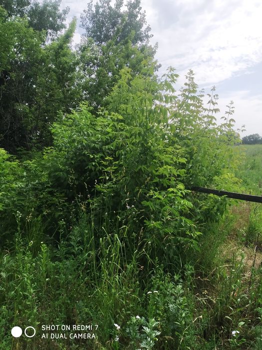 Спил дерева . Розчистимо Вашу ділянку від чагарників , гілок ,дерев