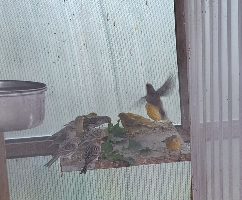 Kanarek agat czerwona mozaika, agat żółty z 2023r. i 2024r.