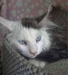 Cudowny, niebieskooki kocurek Maine Coon
