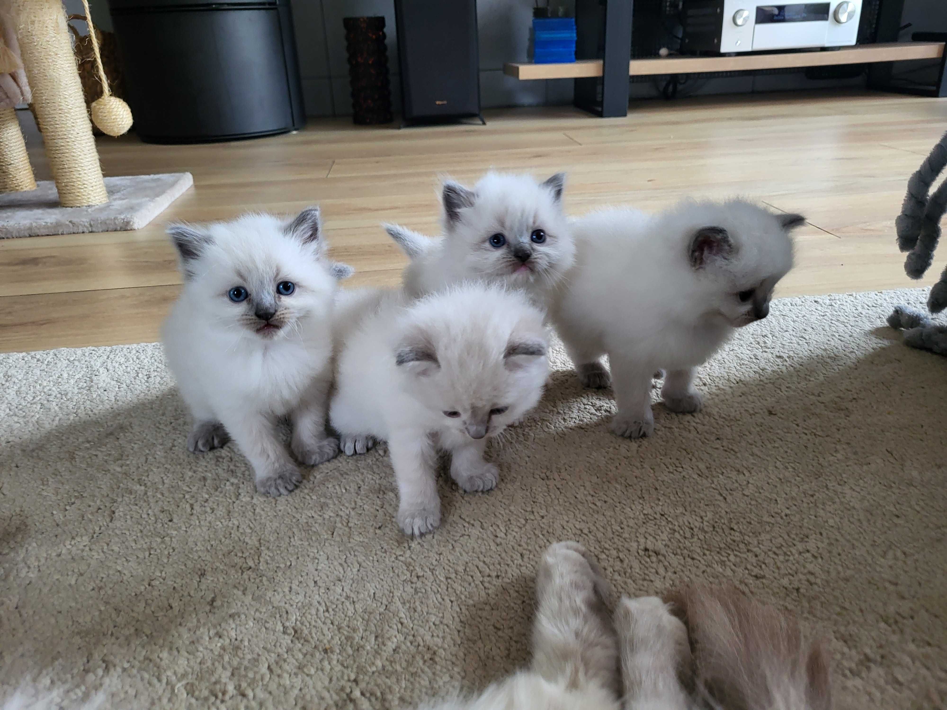 Kocięta rasy Ragdoll