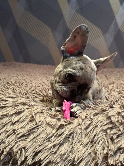 французький бульдог цуценята