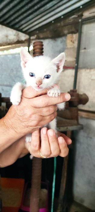 Gatinhos bebés para adoção