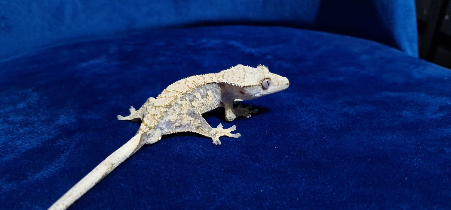 Gekon orzęsiony , Gekony Jaszczurka Terrarium