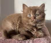Fêmea British Longhair cinnamon com LOP