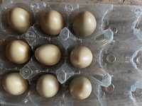 Ovos de faisão de coleira galados