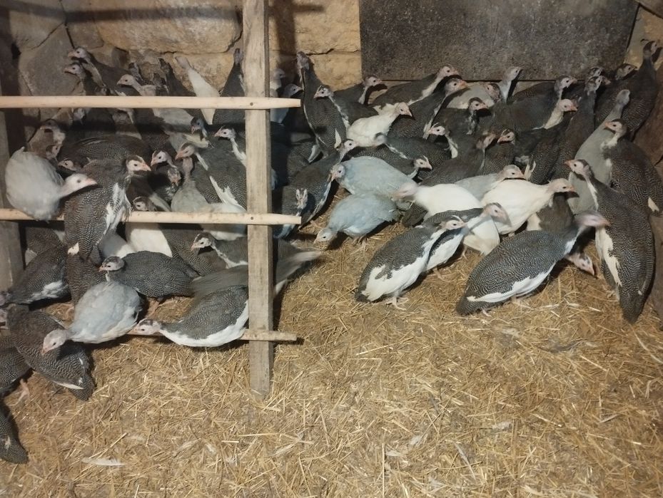 В наявності є цесаркі .