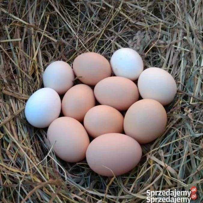 Jaja wiejskie kury z wolnego wybiegu Kutno