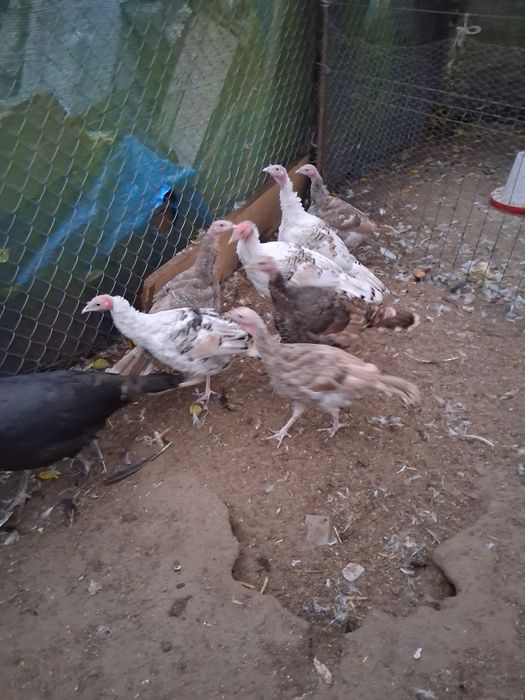 Sprzedam młode indyki I indyczki