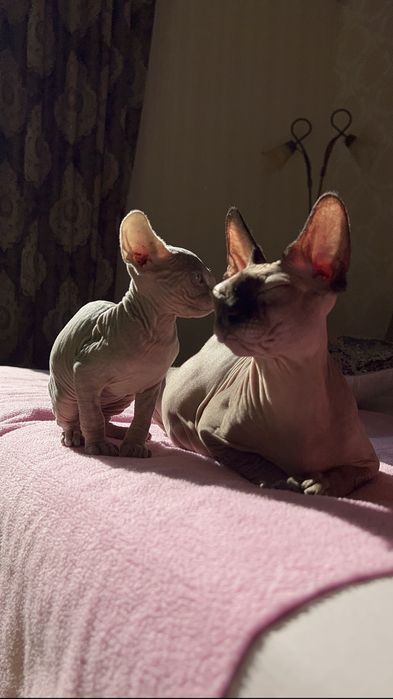 сфінкс котиня  канадський