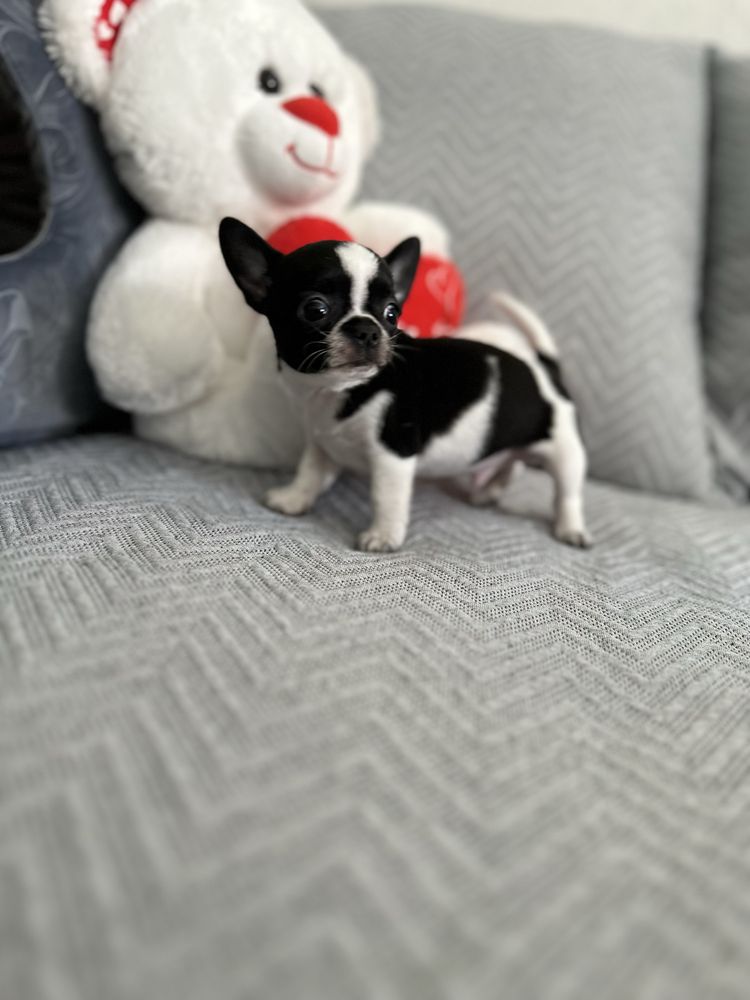 Menino super mini chihuahua