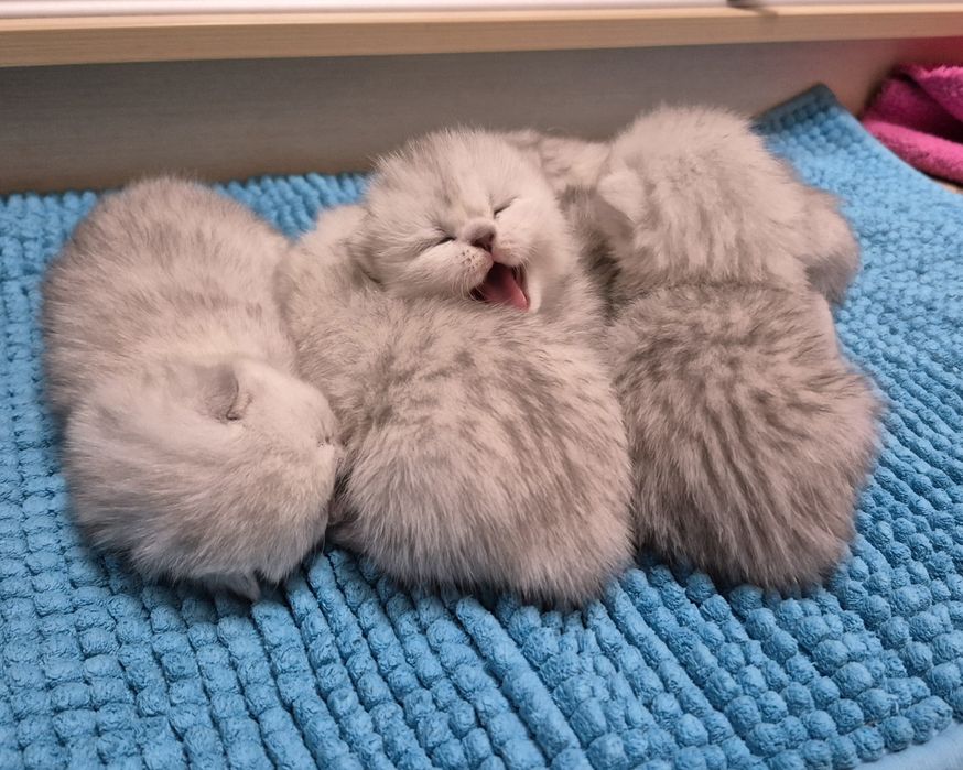 Шотландские котята серебристая шиншилла девочка мальчик