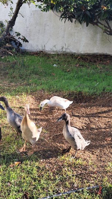 Bando de patos corredores