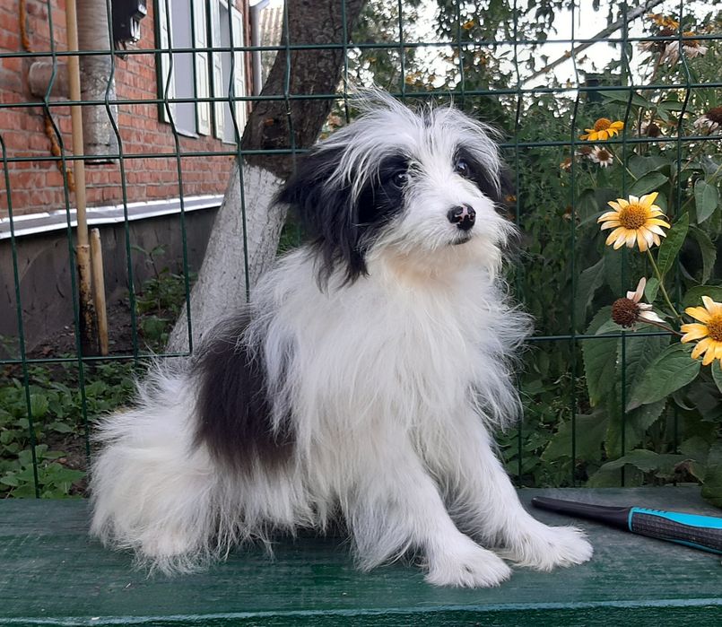 Помапу. Хлопчик.