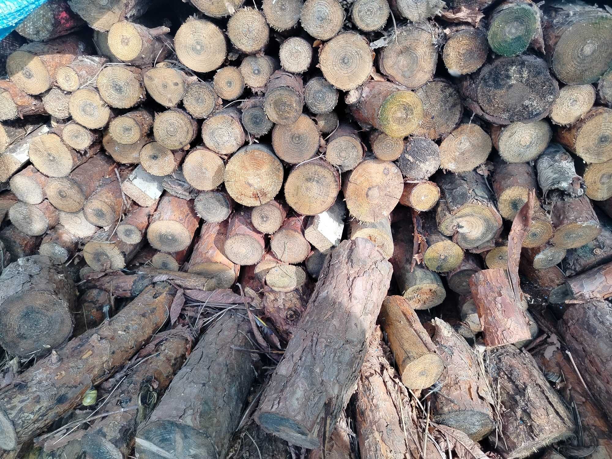 Drewno opałowe- sosna