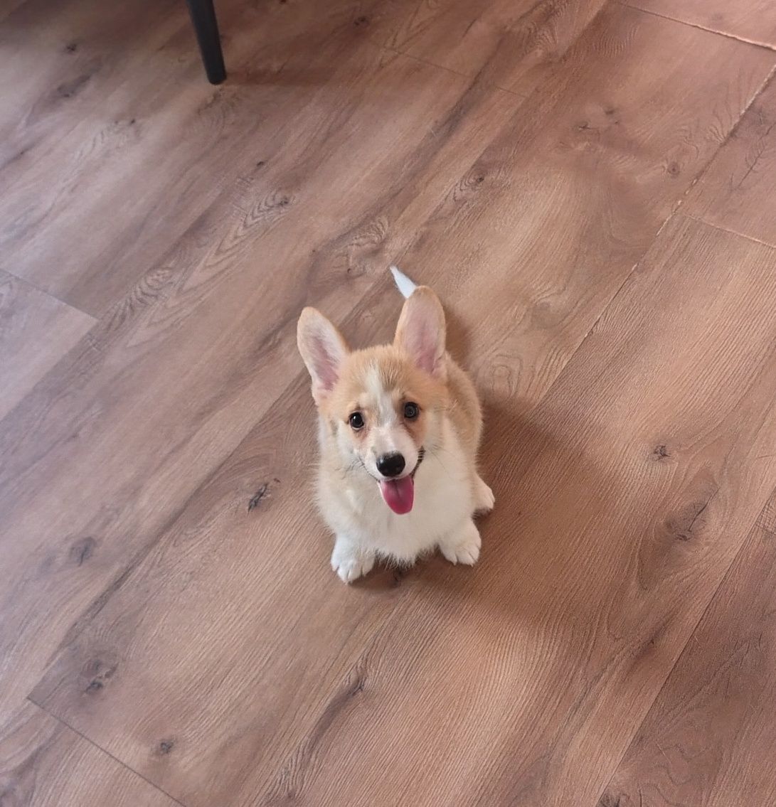 Welsh Corgi Pembroke FCI