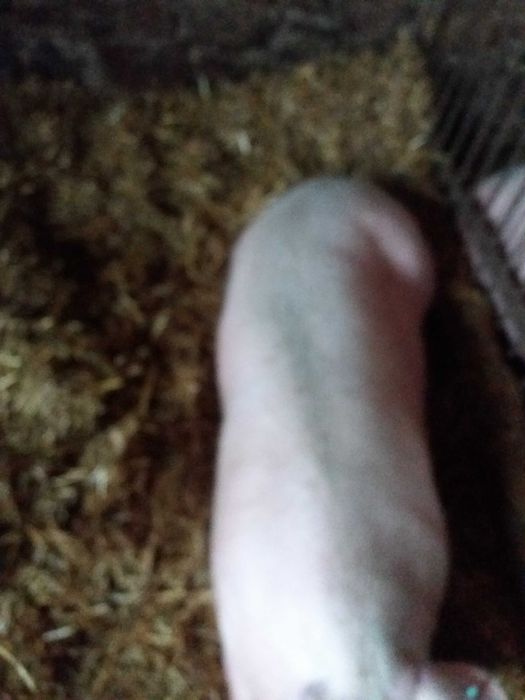 Sprzedam tuczniki - przerosty