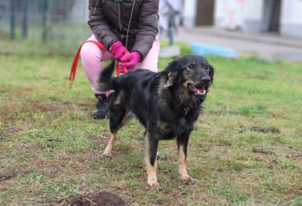młodziutka śliczna sunia do adopcji