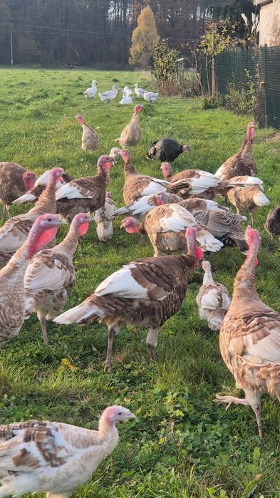 Indyki indyczki indory 2025