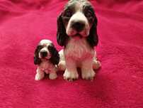 Figurka cocker spaniel pies dwie figurki zestaw komplet mały i duży