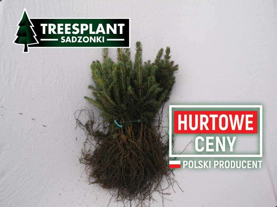 Świerk srebrny kłujący kaibab sadzonki 3lat / pospolity jodła kaukaska